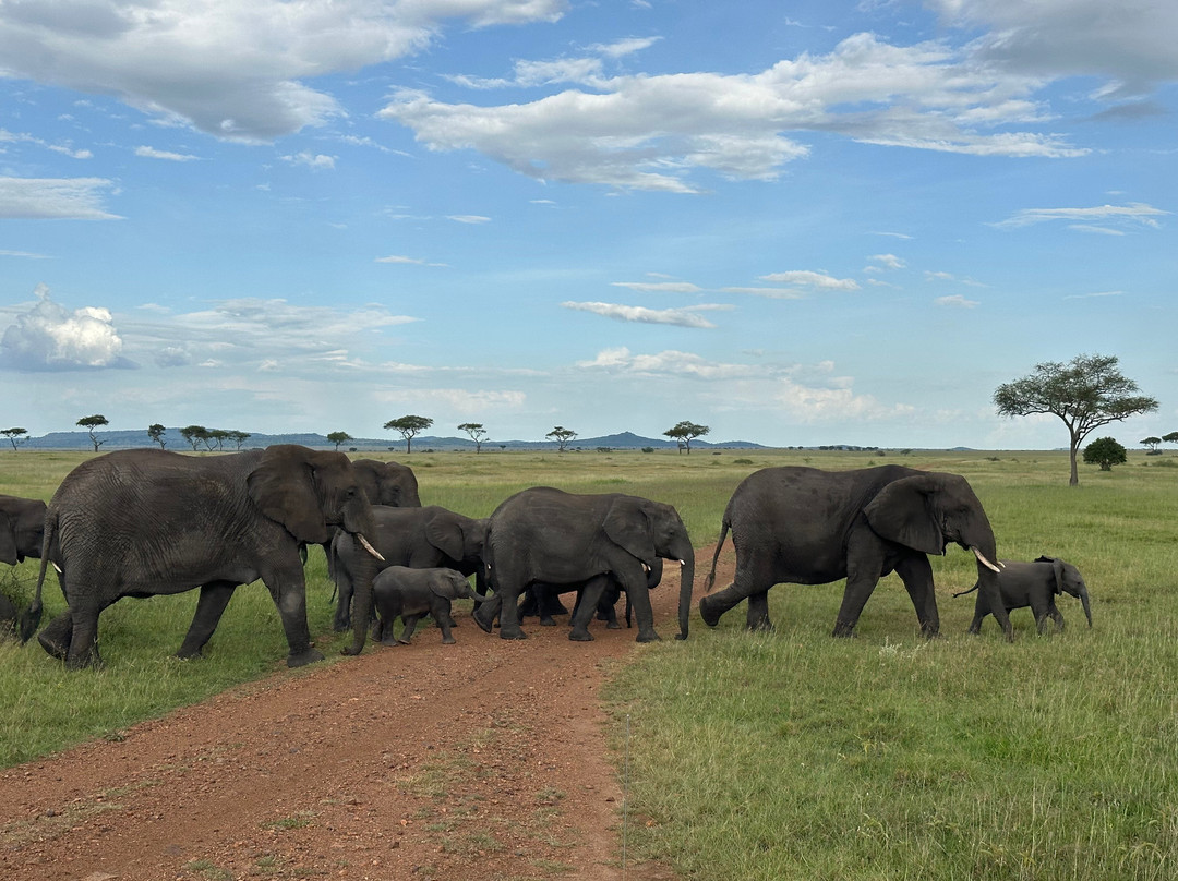 Masumin car hire & safaris-姆万扎必去景点