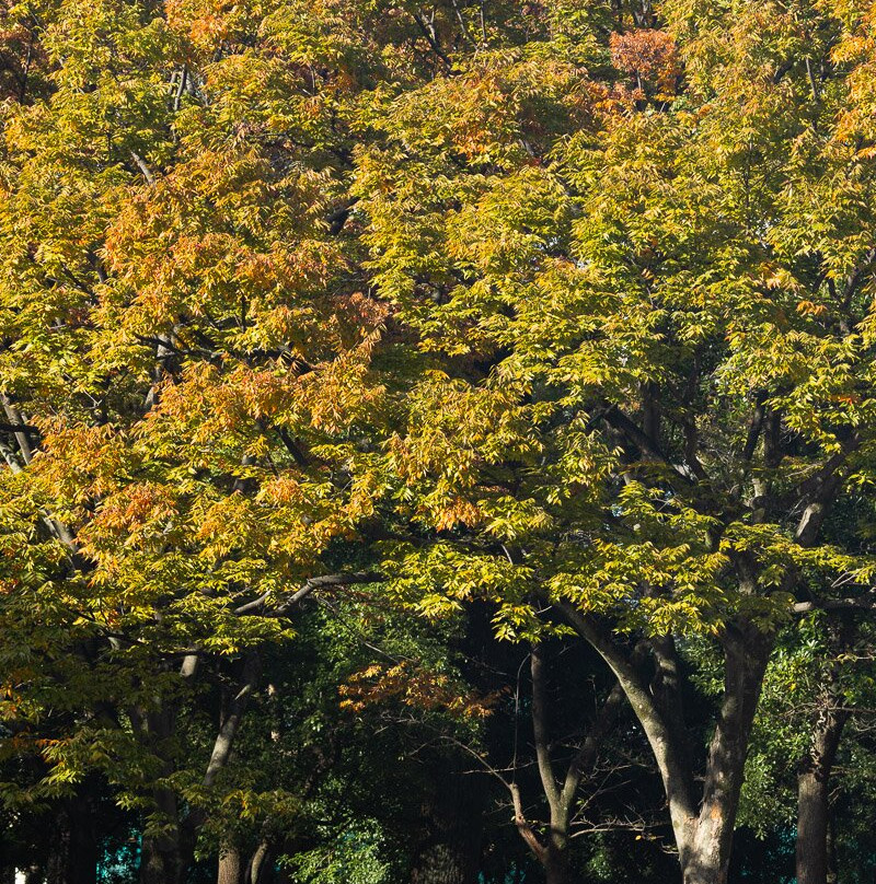 Kiyosumi Park-江东区必去景点