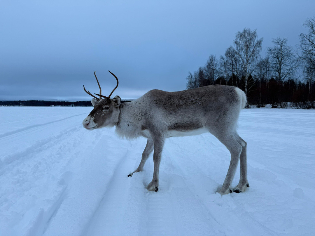 Local Lifestyle Rovaniemi-罗瓦涅米必去景点