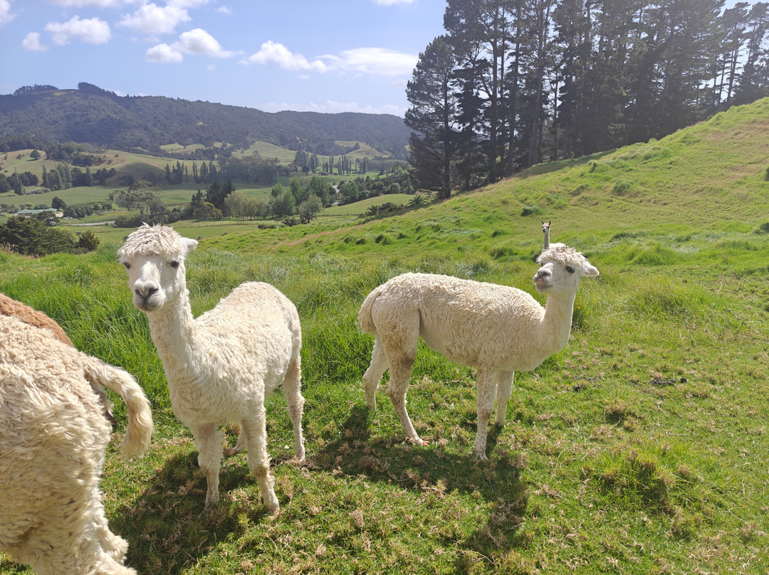 Alpaca Farm Experience景点图片