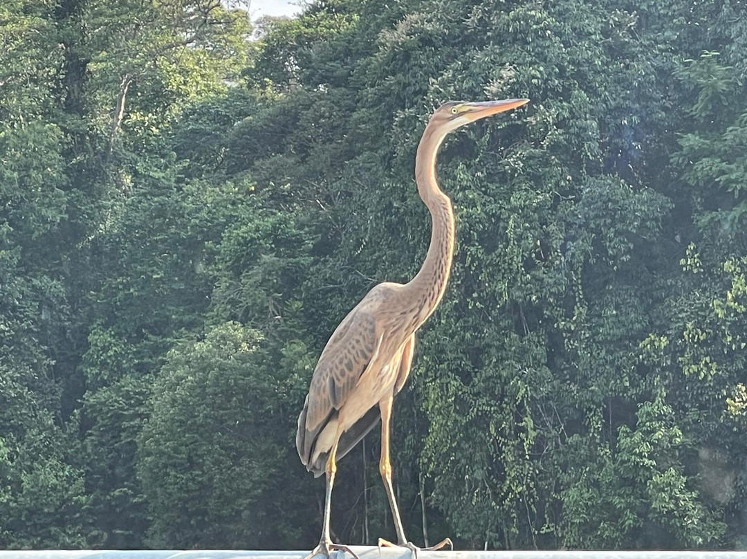 Endau Rompin National Park-柔佛必去景点