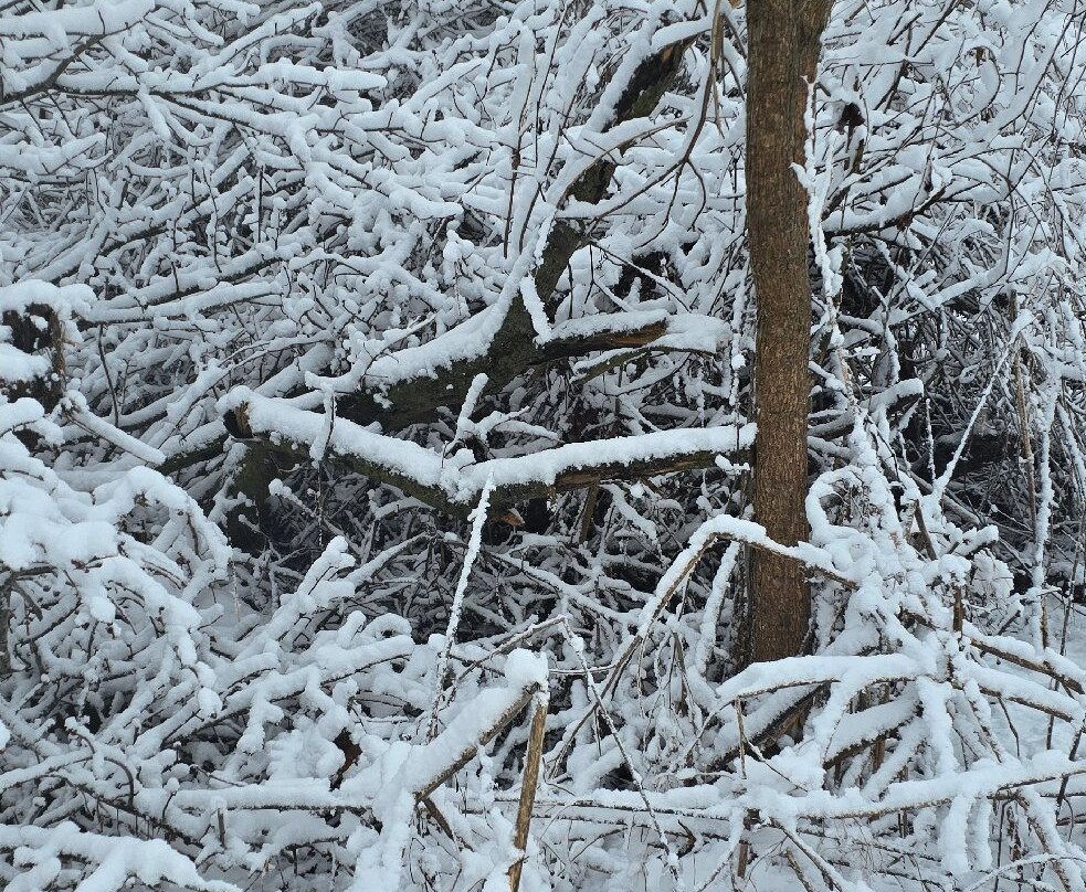 Crains Run Nature Park景点图片