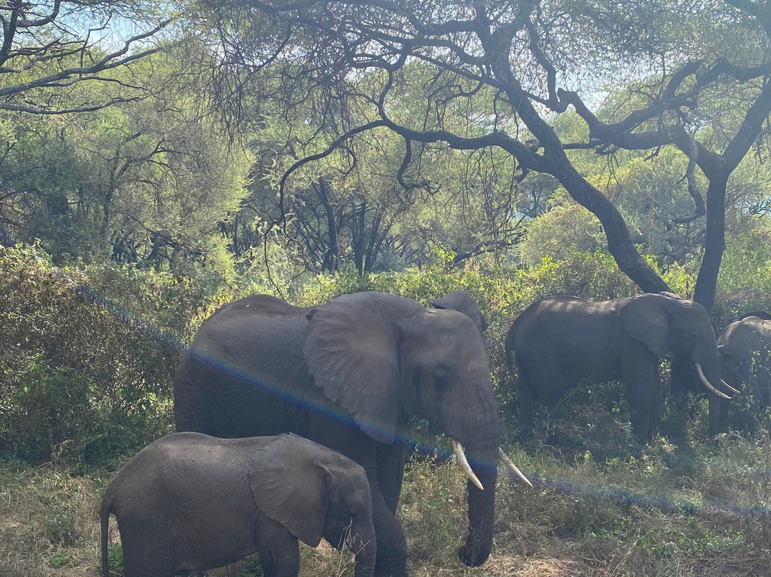 UBUNTU SAFARIS & TOURS COMPANY-阿鲁沙必去景点