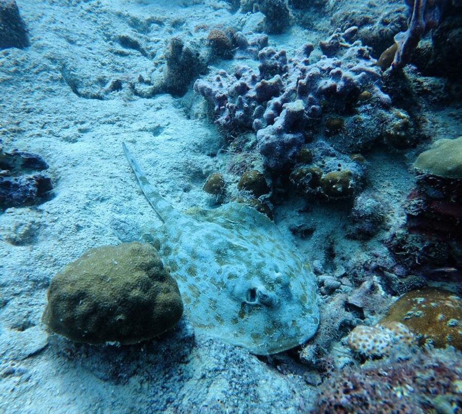 Bocas Pirates Dive Center景点图片