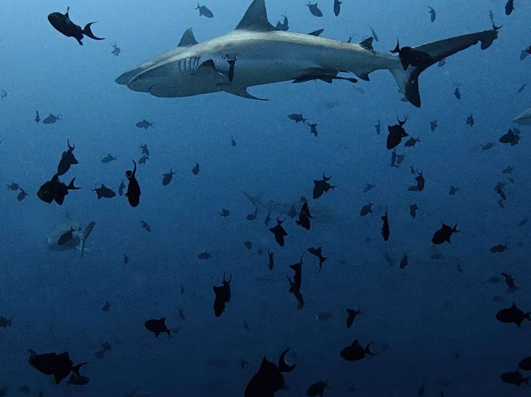 Awequatic Divers景点图片
