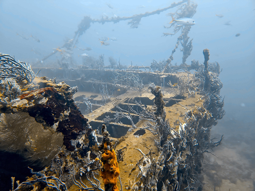 Bocas Dive Center景点图片