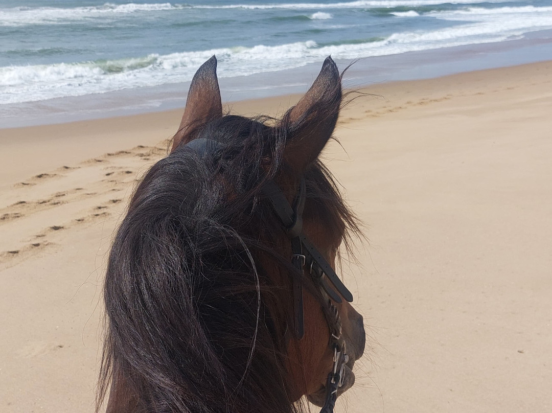 Bhangazi Horse Safaris-圣露西亚必去景点