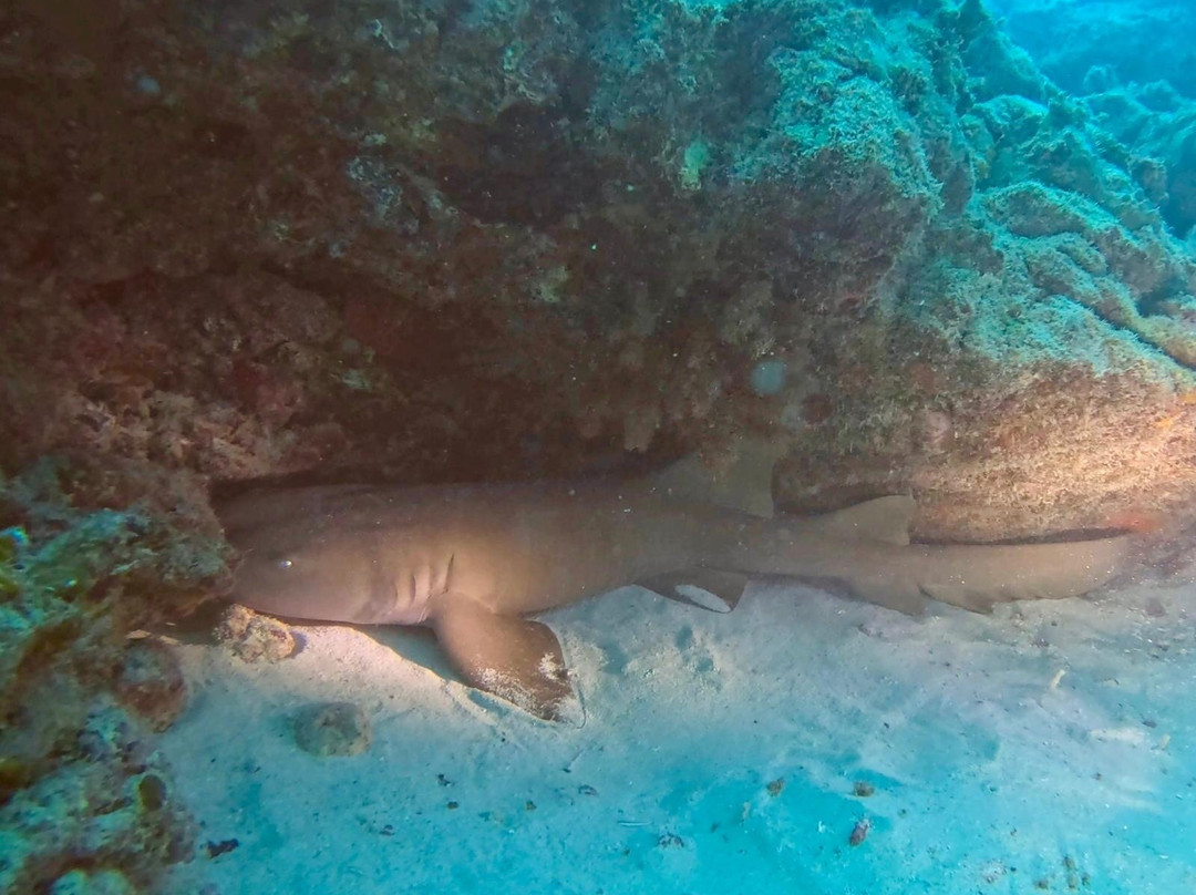 Scubacaribe Boa Vista-博阿维斯塔必去景点