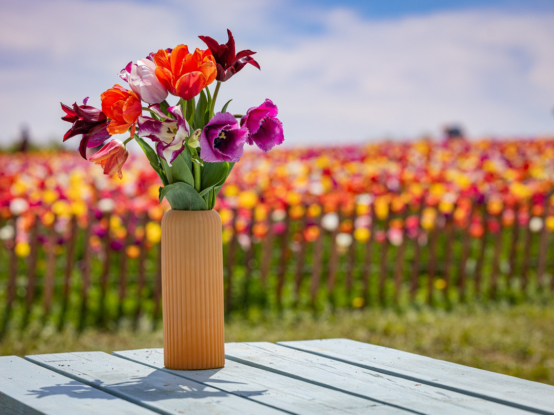 Tasc Tulip Pick Farm-Pelham必去景点