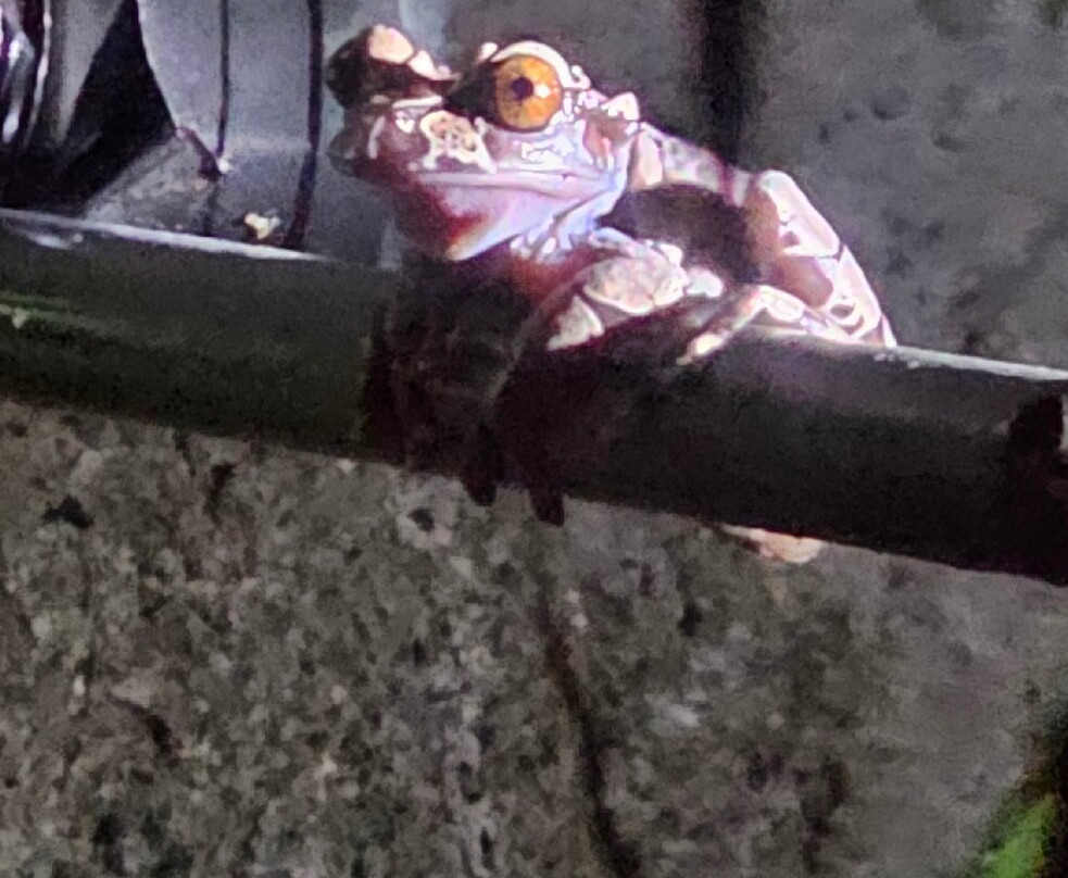 Ranario Monteverde Frog Pond景点图片