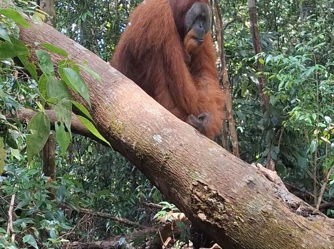 Bukit Lawang Adventure景点图片