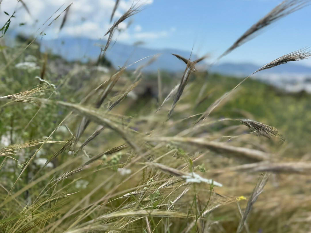 Xanthos Antik Kenti景点图片