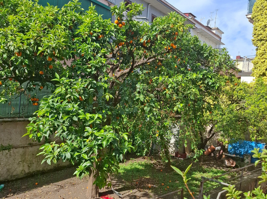 Villa Augustea主图