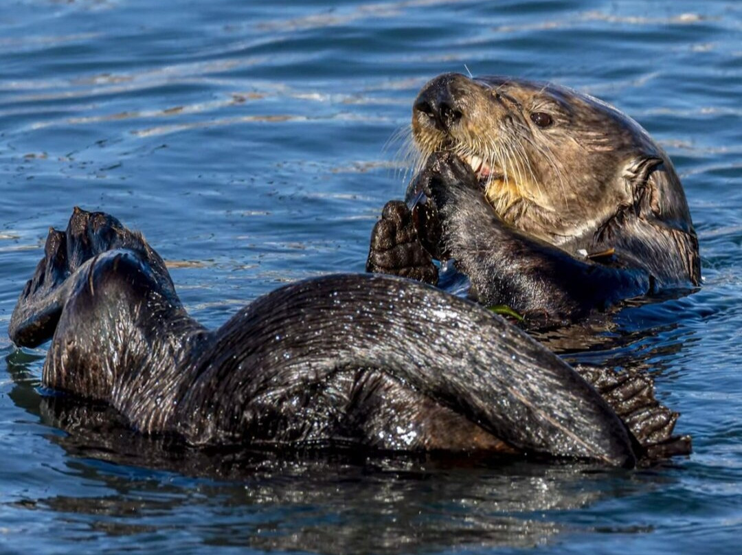 Bird Rock Vista Point-圆石滩必去景点