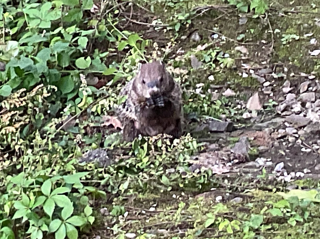 Greystone Lodge On the River主图