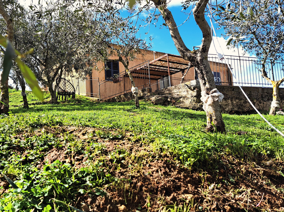 Amodeo's Farm - Olive Oil Producers in Sicily景点图片