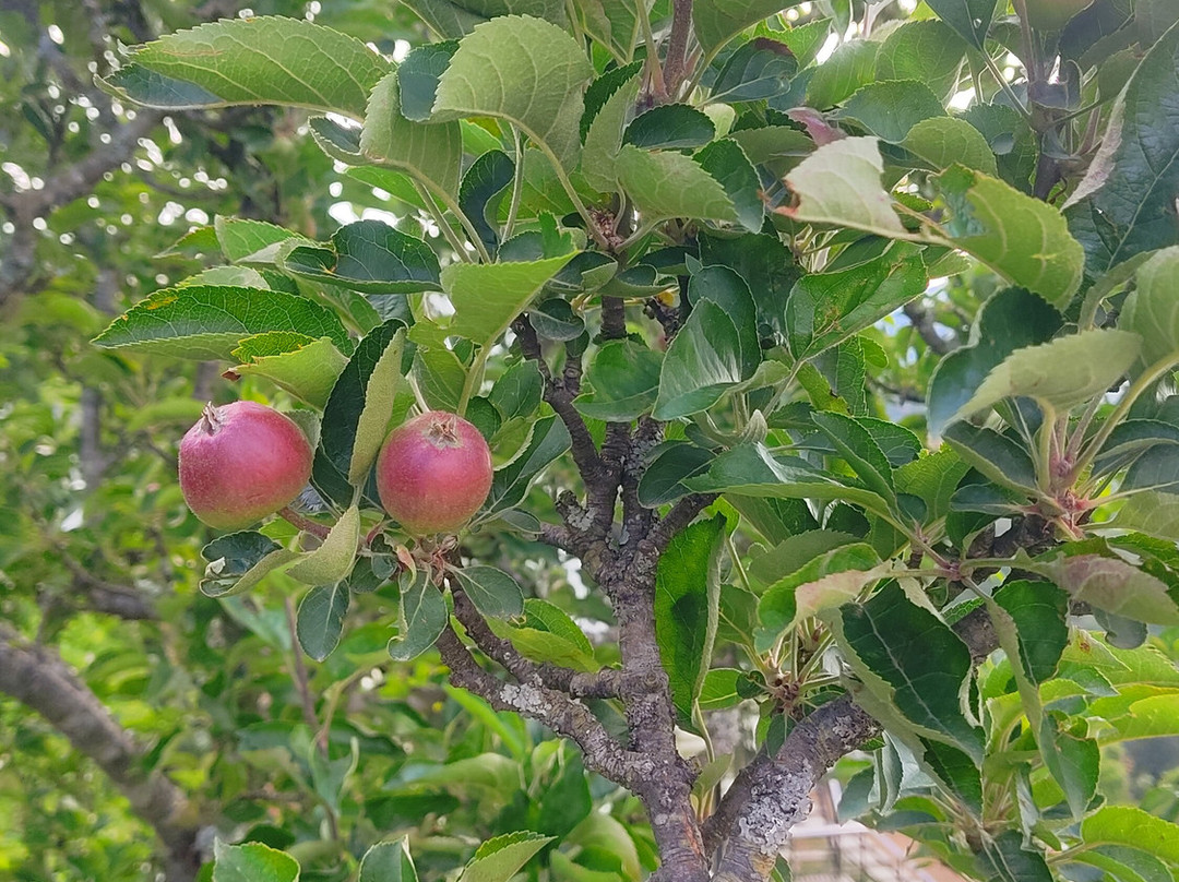 The Woods by Aaryam主图