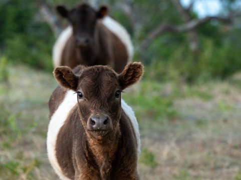 Fredericksburg Game Farm-弗雷德里克斯堡必去景点