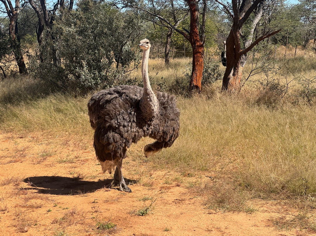 Harnas Wildlife Foundation-Gobabis必去景点