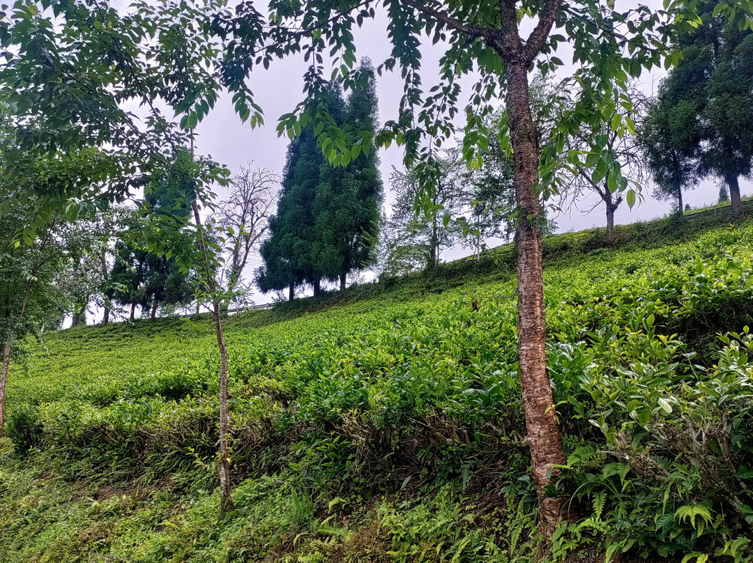 The Temi Bungalow, Eco Adventure Resorts主图