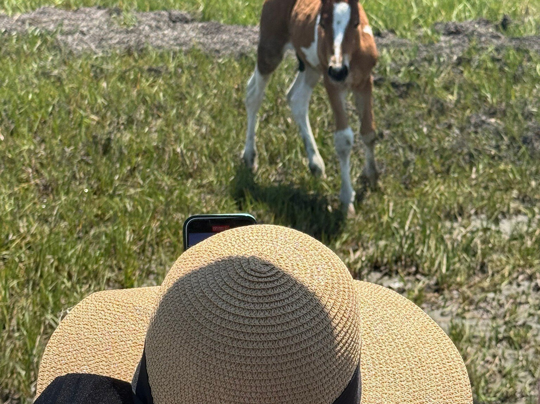 Up The Bay Pony Tours-钦科蒂格岛必去景点