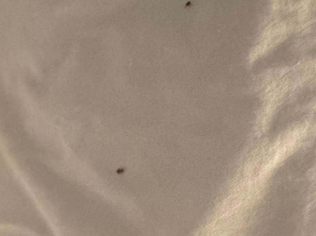 TownePlace Suites by Marriott Fresno主图