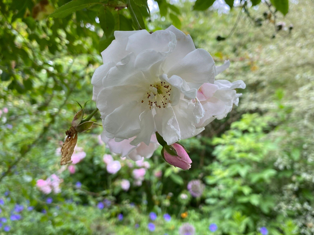 Aberglasney Gardens景点图片