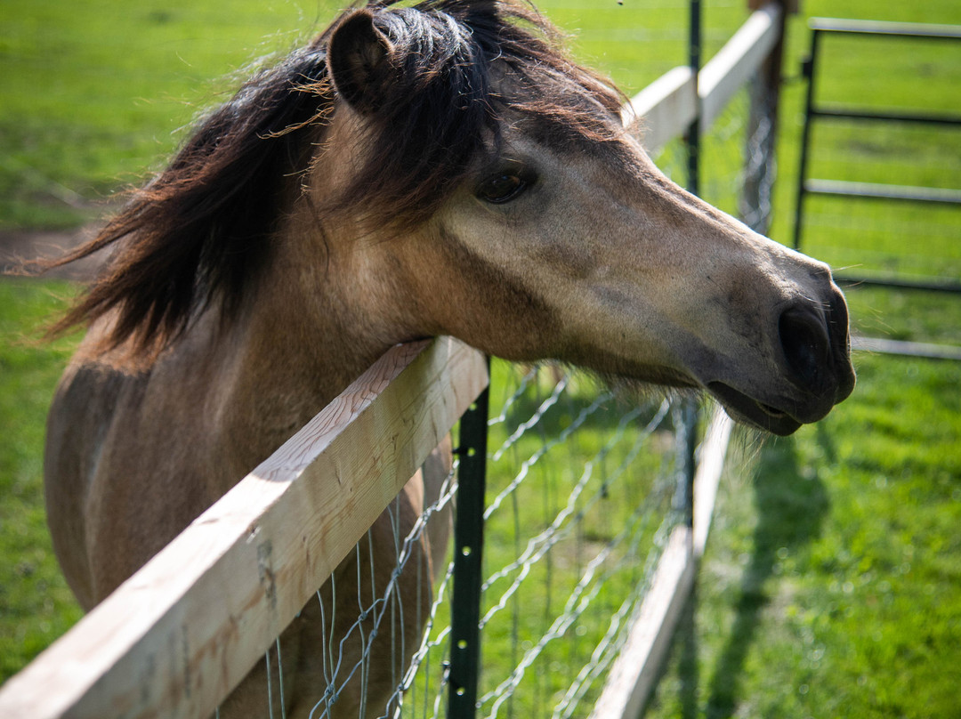 Cherry Lane Acres-圣玛丽必去景点