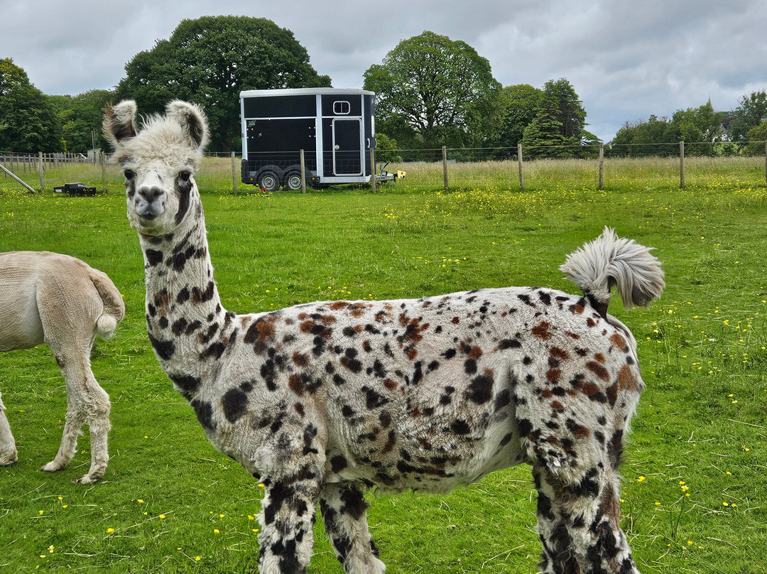 Bardsea Alpacas And Llamas景点图片