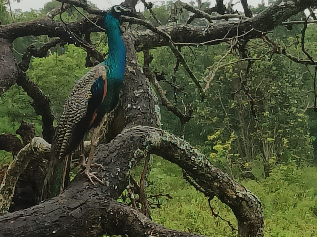 Bandipur National Park and Tiger Reserve-班迪舖必去景点