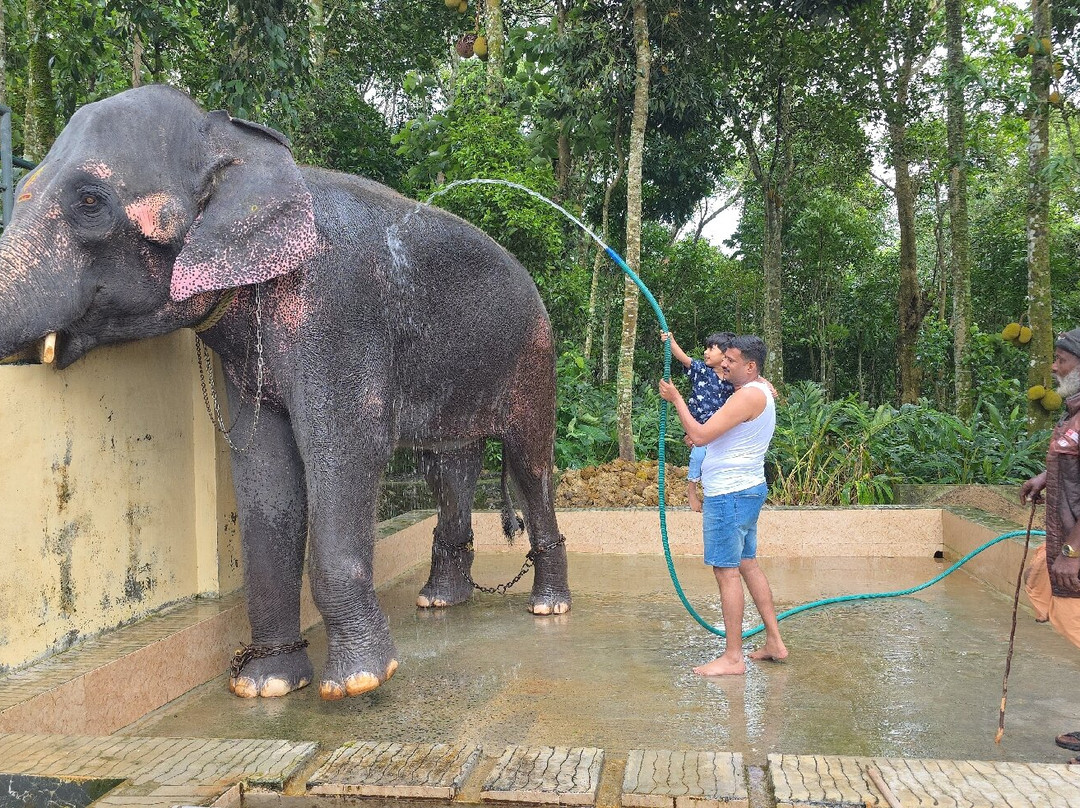 Kalpavanam Elephant Park-帖可迪必去景点