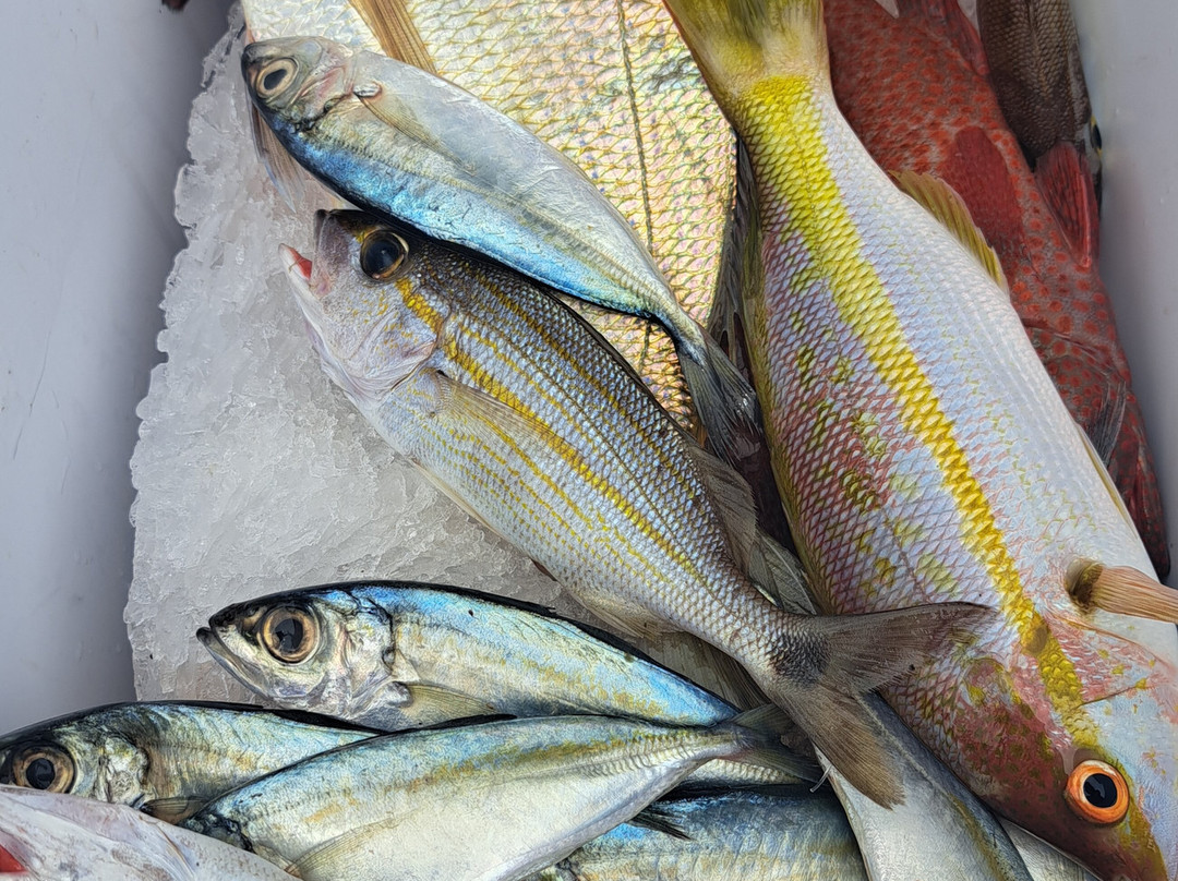 Carib Evasion-Case-Pilote必去景点