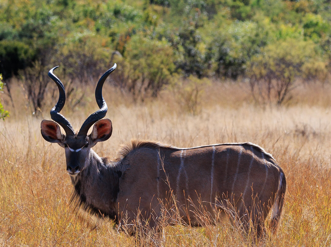 Kartula Marula Adventures-Steenbokpan必去景点