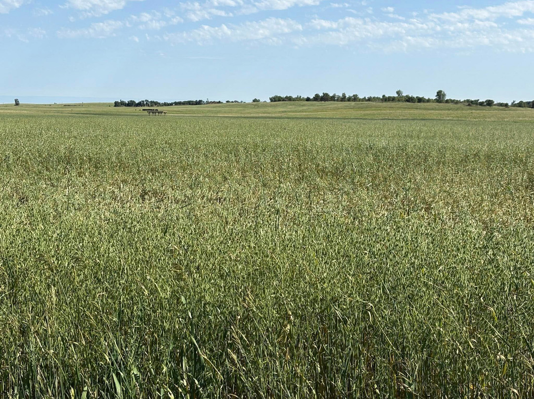 Ingalls Homestead - Laura's Living Prairie-De Smet必去景点