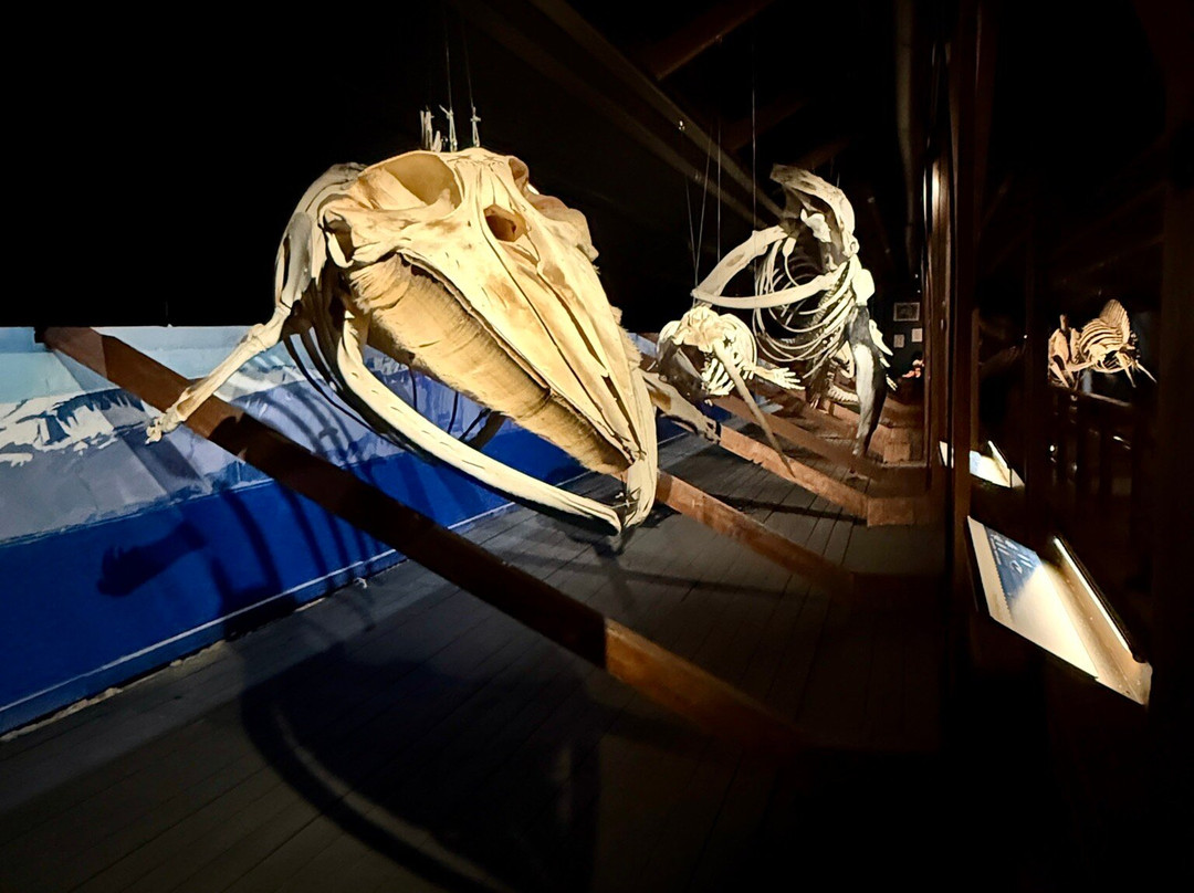 胡萨维克鲸博物馆-胡萨维克必去景点