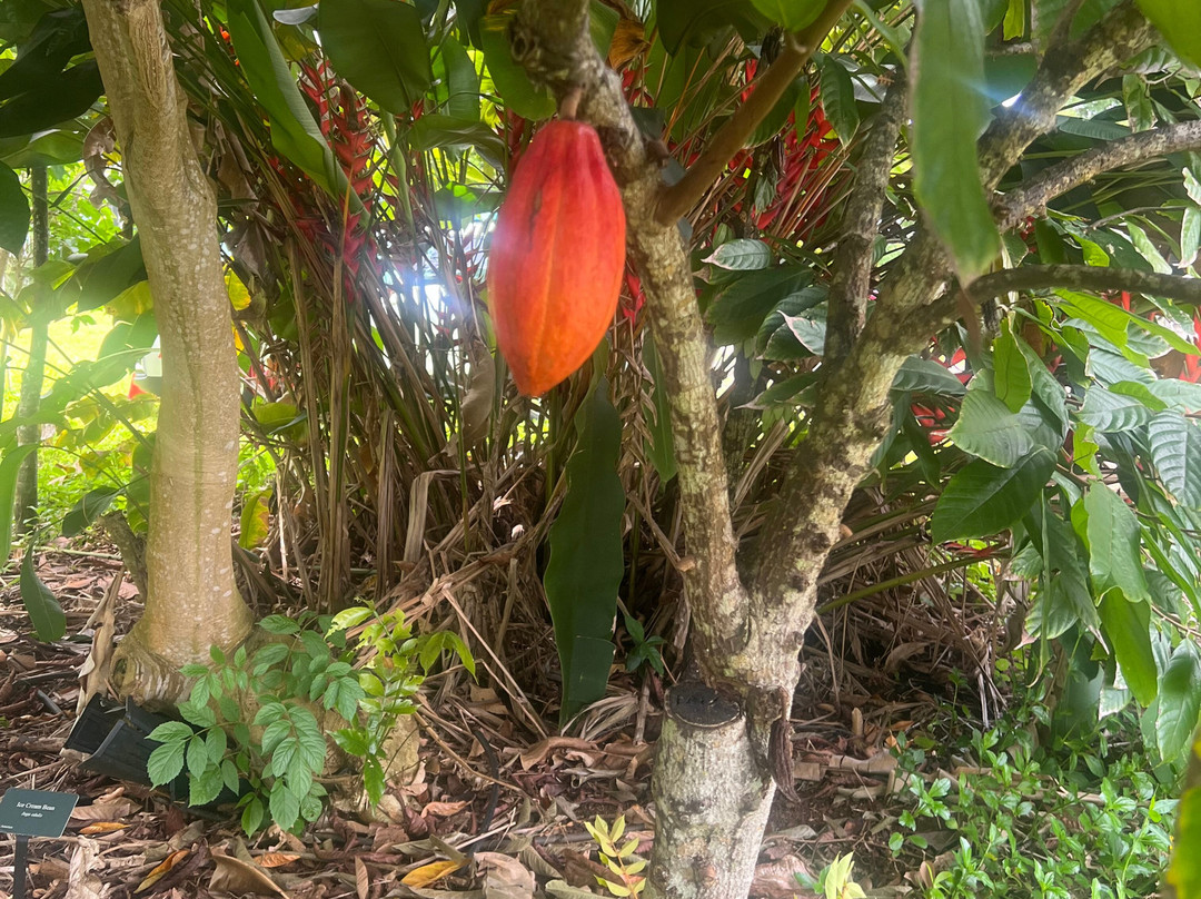 Kilauea Jungle Oasis-基拉韦厄必去景点