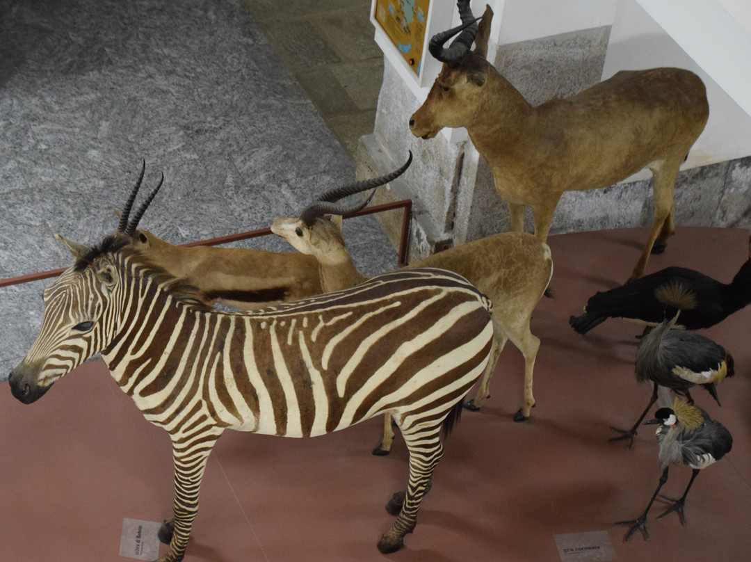 Museo di Storia Naturale Faraggiana Ferrandi-诺瓦拉必去景点