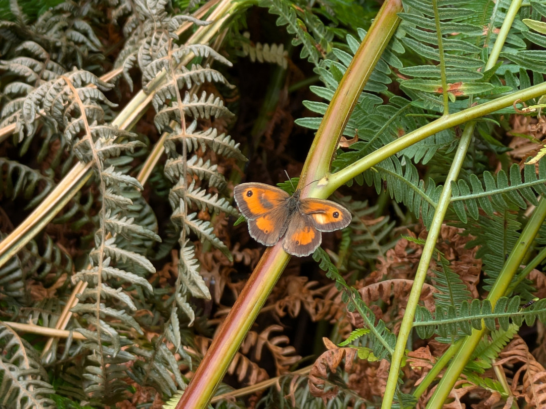 RSPB Arne-Arne必去景点