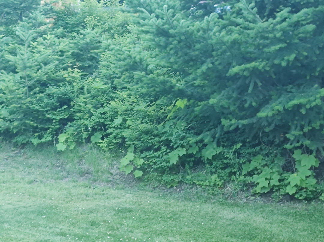 Cooper Spur Mountain Resort主图