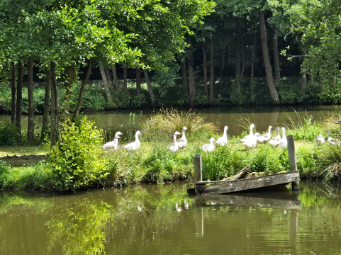 Mini Train des Marais-Saint-Martin-d'Aubigny必去景点