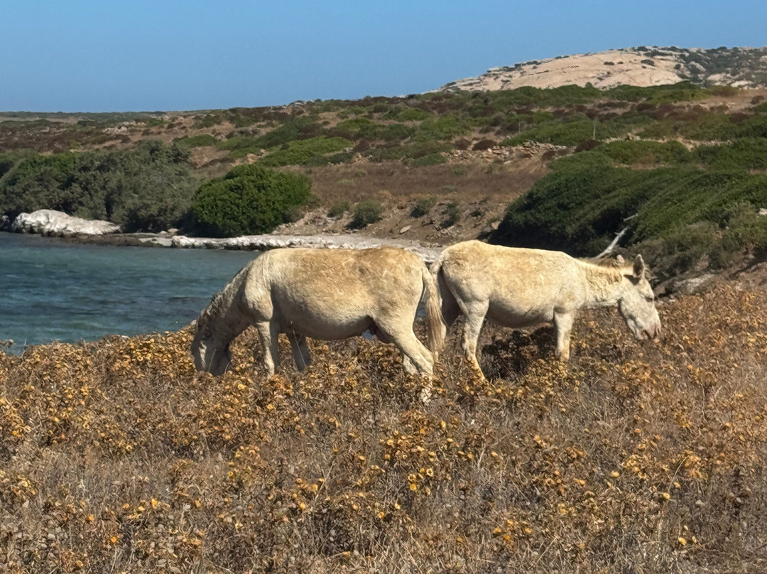 ScopriSardegna - Day Tour-Porto Torres必去景点