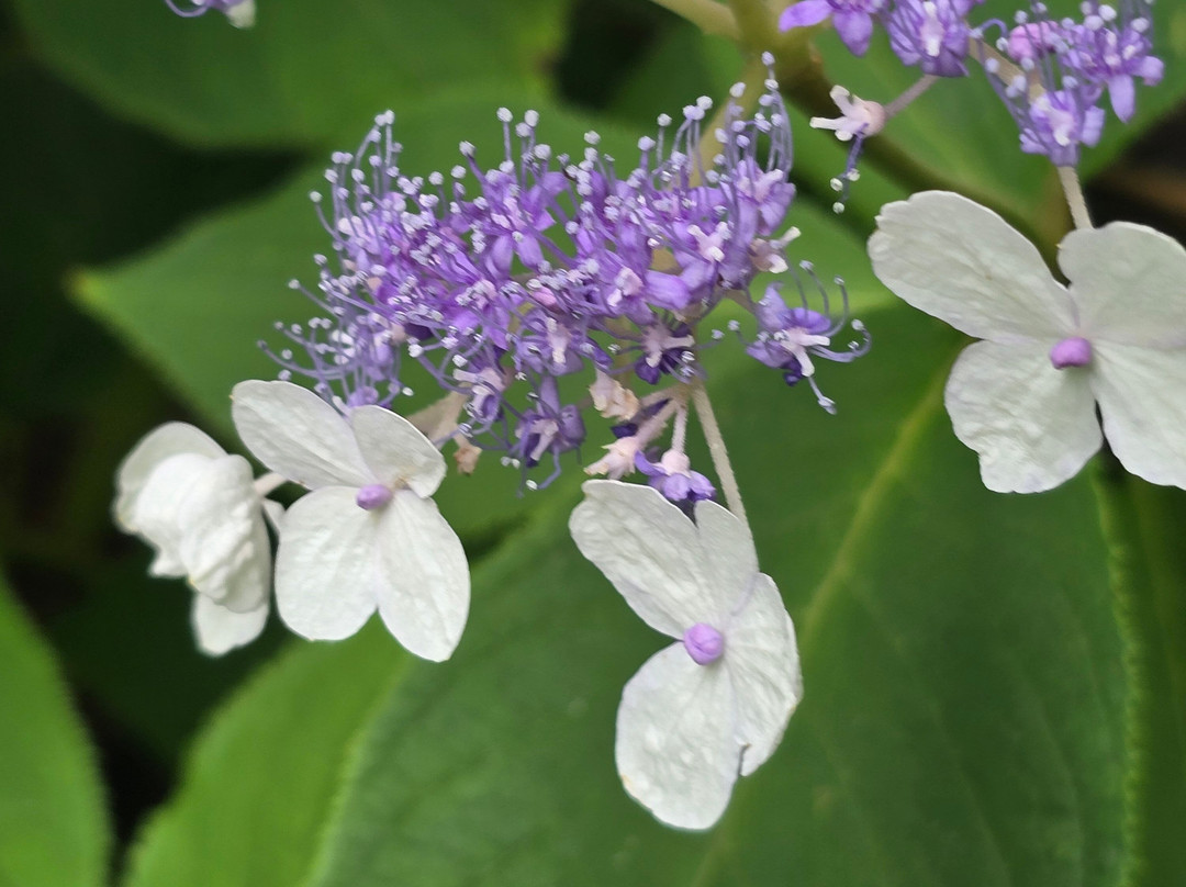 Jardin Shamrock-Varengeville-sur-Mer必去景点