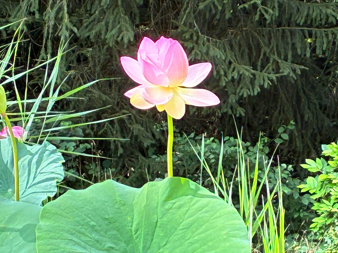 Arboretum Al Gaulhia