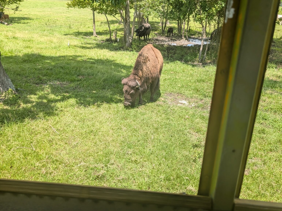 Wild Georgia Safari Park-Metter必去景点