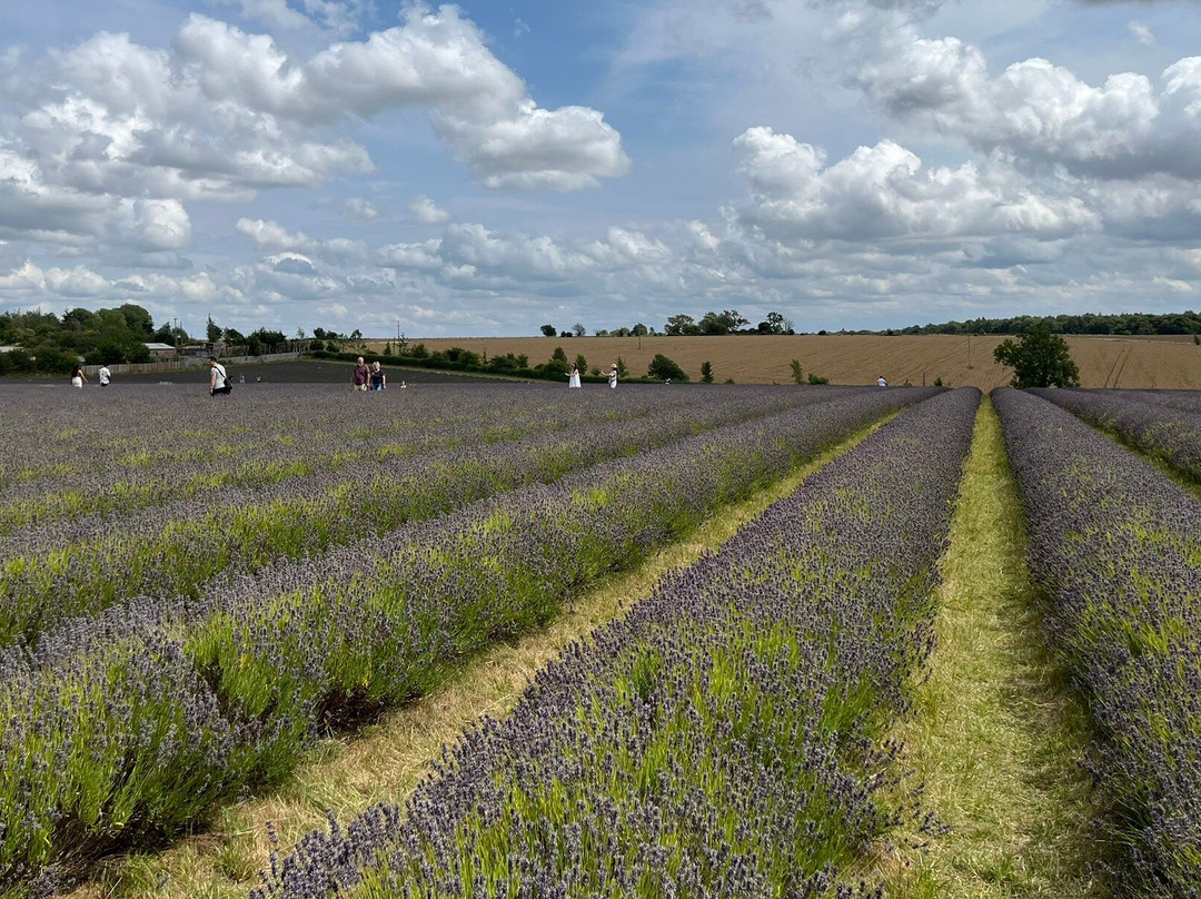 科茨沃尔德薰衣草-百老汇必去景点