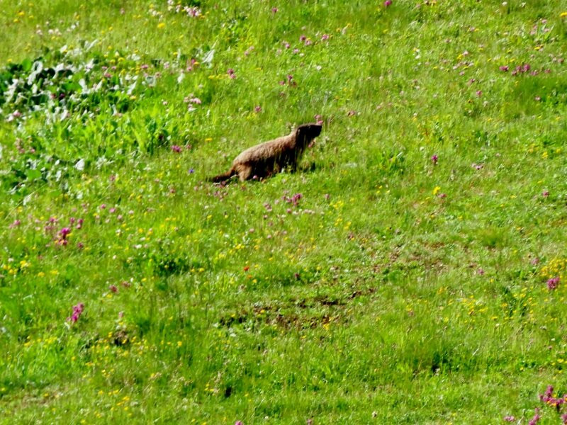 Seggiovie Fertazza - Val Fiorentina-Selva di Cadore必去景点