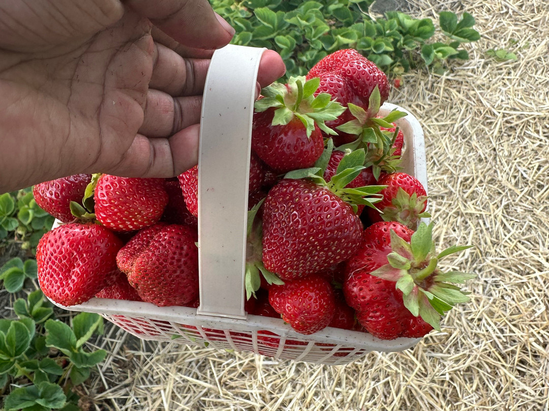 Proulx Sugar Bush & Berry Farm-Cumberland必去景点