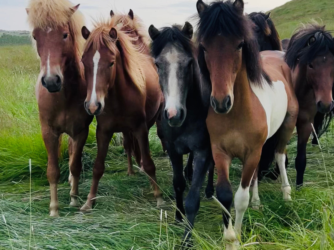 Arctic Trailblazers-Fludir必去景点