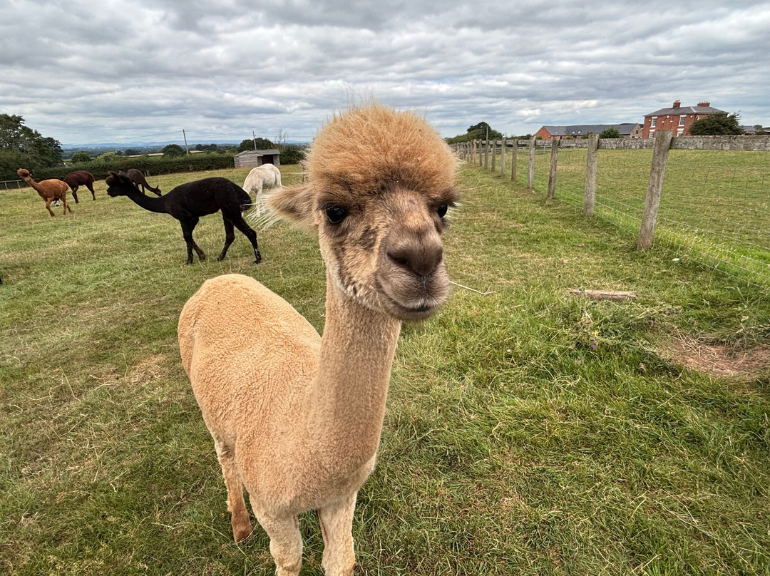 Clivewood Alpacas