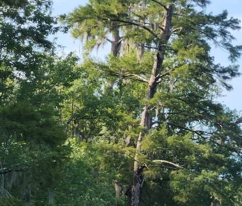 Myrtle Beach Paddle Board & Kayak Adventures-美特尔海滩必去景点